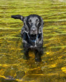 /album/hunder-fra-meg/39e05912-1db3-441c-94c2-377f6180742f-jpeg/